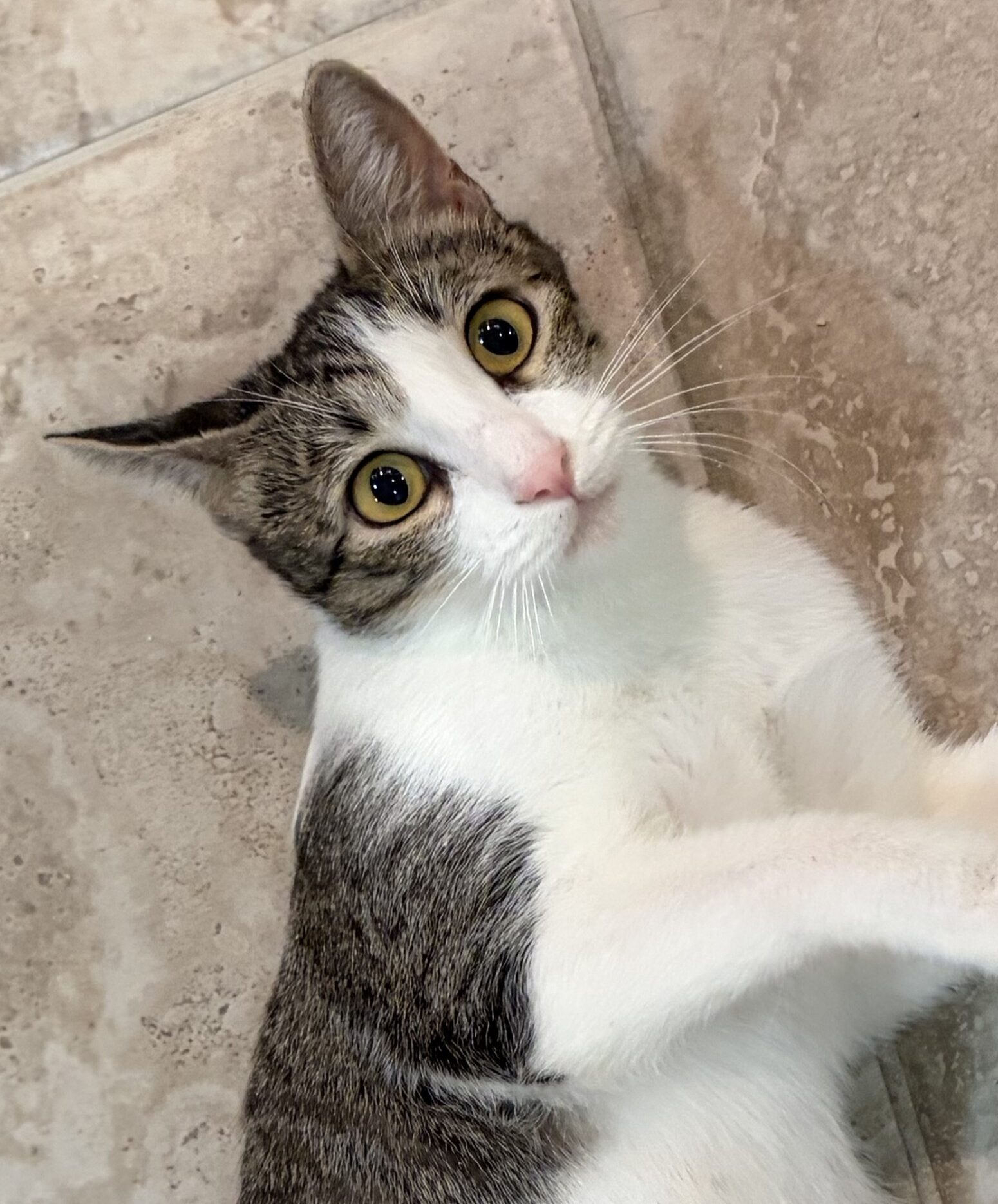 Darby Rose