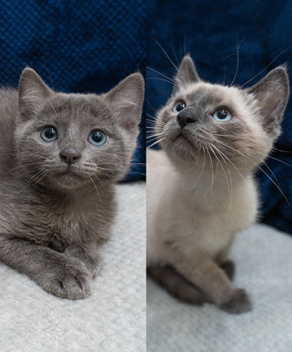 Betty Boop & Butterball (Bonded Pair)
