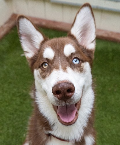 Clyde