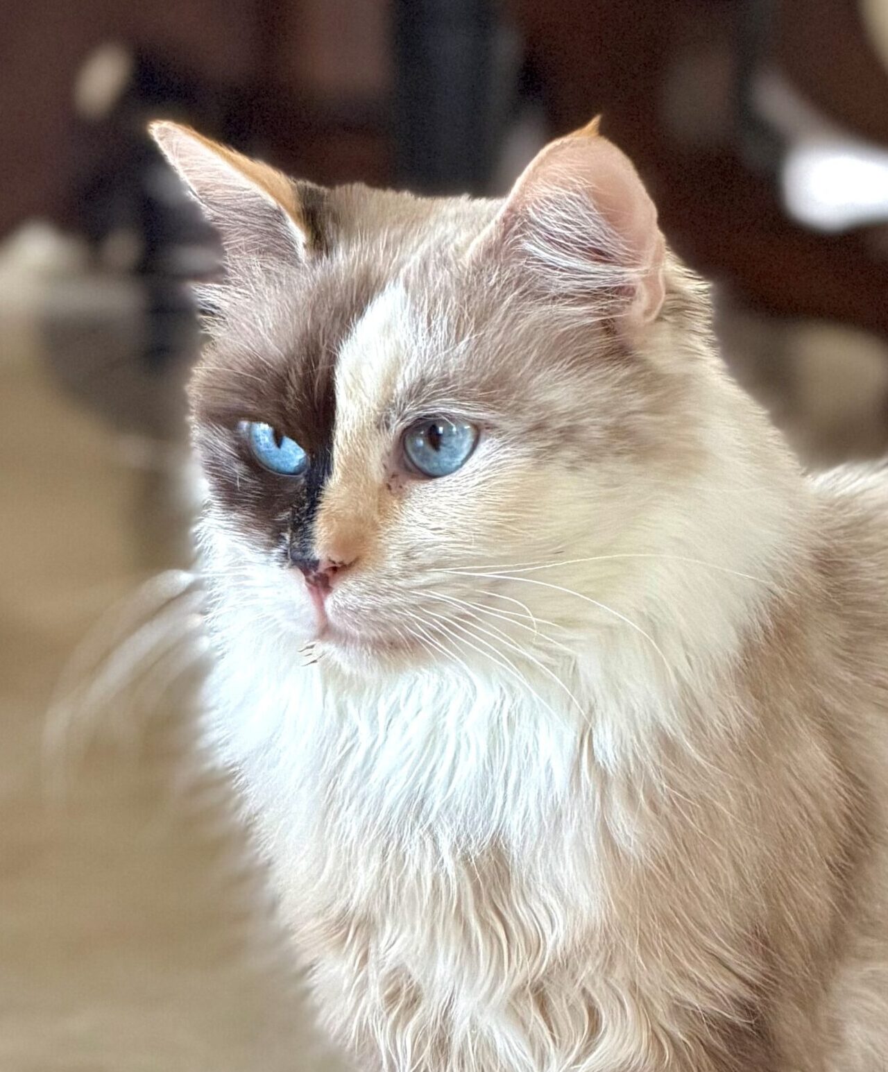 Norma Jean