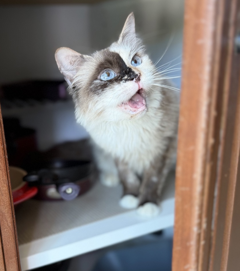 norma jean 1