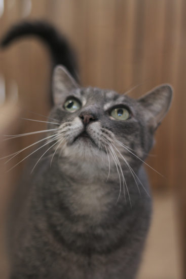 What Made You Pick that Pet?