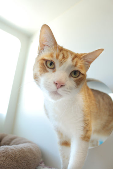 Pet of the Month – November 2019