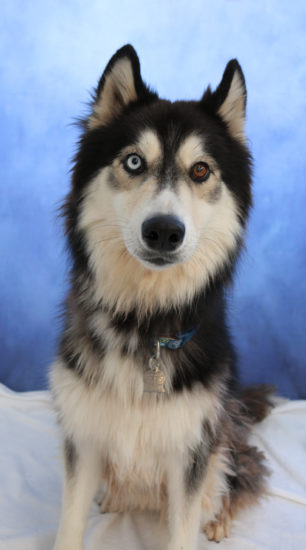 Pet of The Month – Frogger