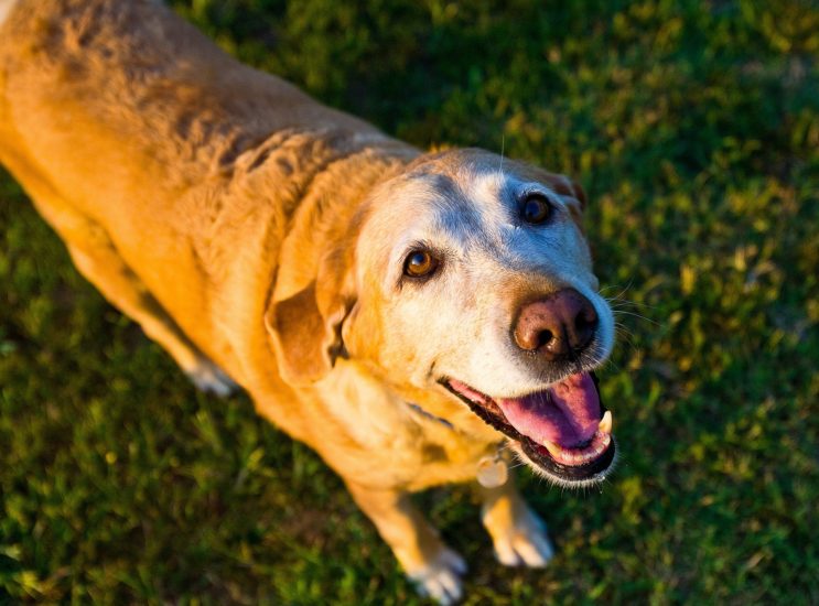 Come Meet the Oldies But Goodies. November is Adopt a Senior Pet Month!