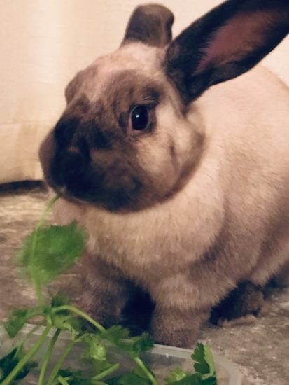 “The Gift” Written by Volunteer Sarah Sedgwick