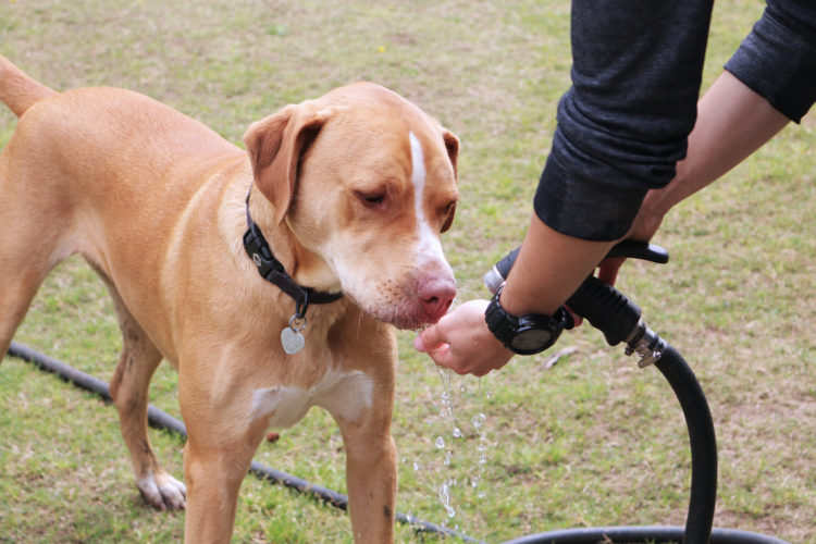 Where Are the Volunteers?