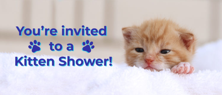 It’s Time for a Kitten Shower