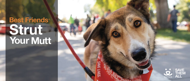 Let’s Strut Your Mutt!