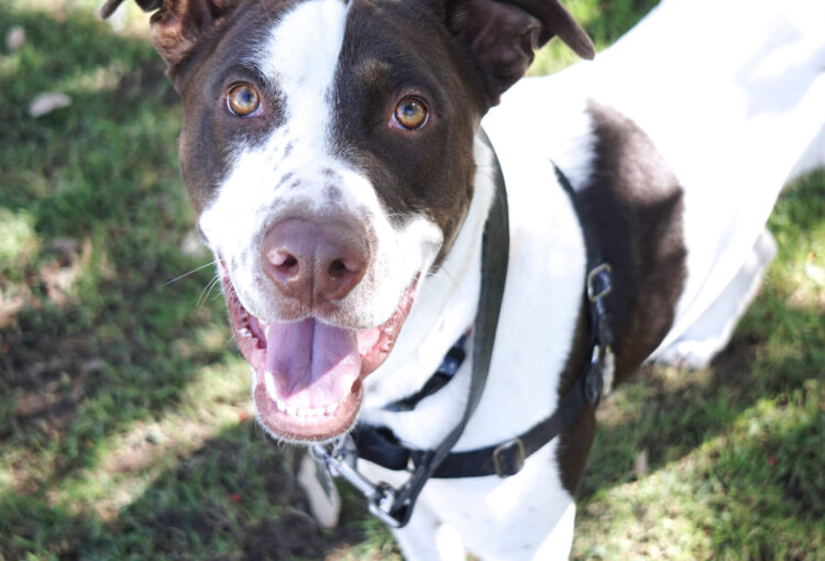 This is Thor, a white & brown pointer mix looking for his forever home