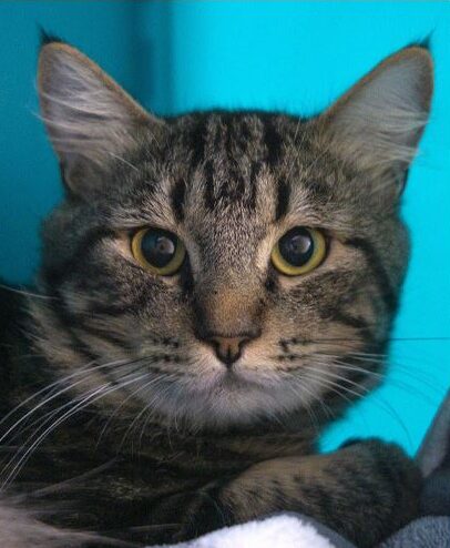 All You Can Eat Sushi – Rancho Coastal Humane Society