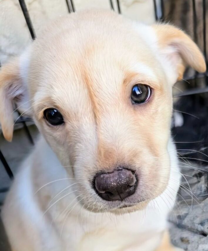 Almond Joy – Rancho Coastal Humane Society