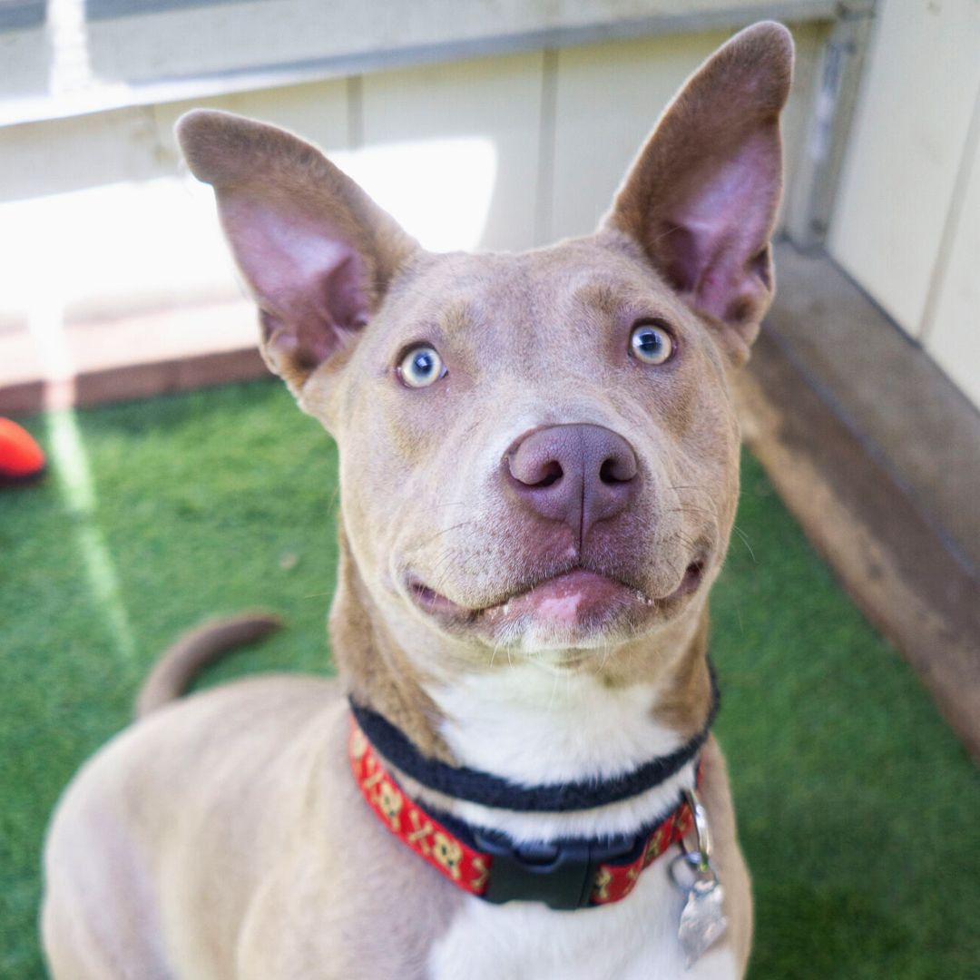 Adoptable Dogs