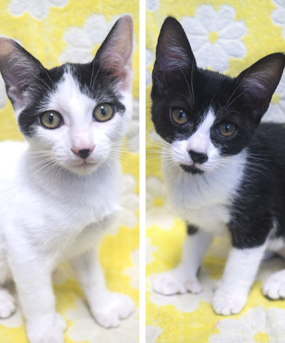 Pua & Prince Charming (Bonded Pair)