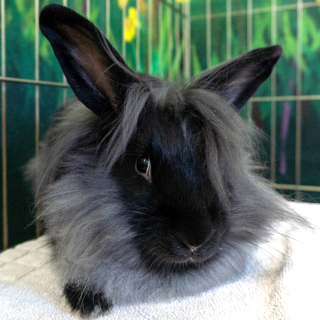 Adoptable Rabbits