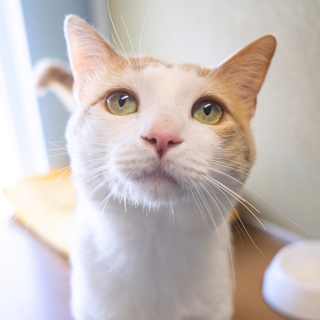 Adoptable Cats