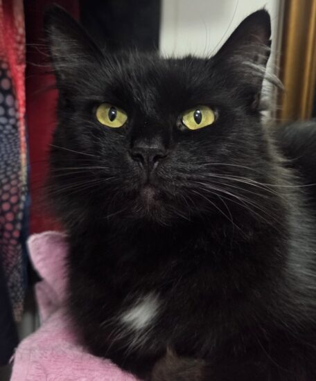 Sable