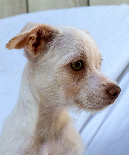 Arlo