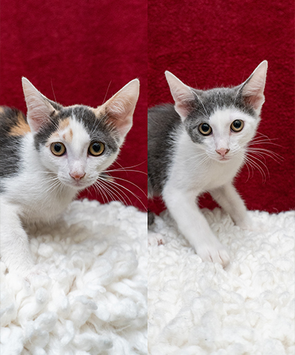 Felicia & Fernando (Bonded Pair)
