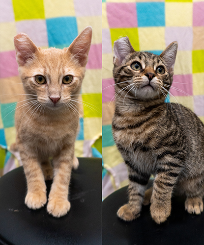 Koa & Kai (Bonded Pair)