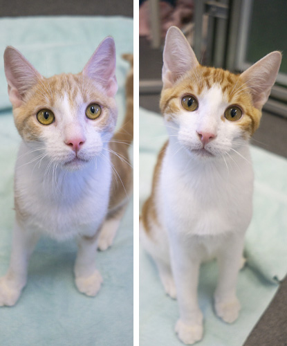 Scooter & Sandy (Bonded Pair)