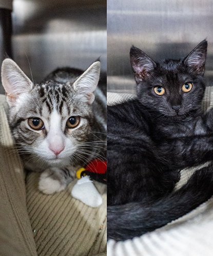 Tinkerbell & Tabitha (Bonded Pair)
