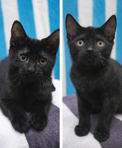 Gio & Goob (Bonded Pair)
