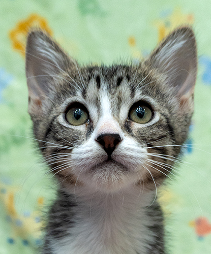 Nova