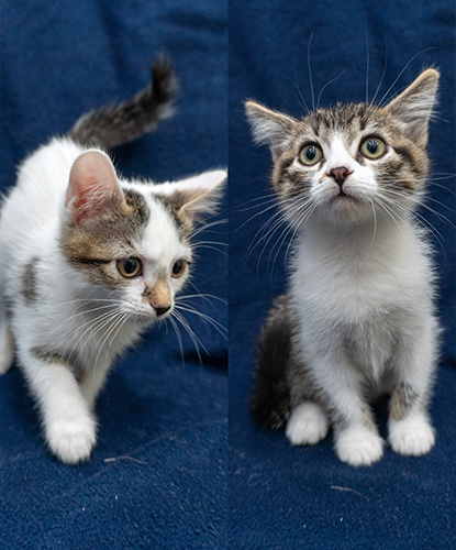 Tango & Treble (Bonded Pair)