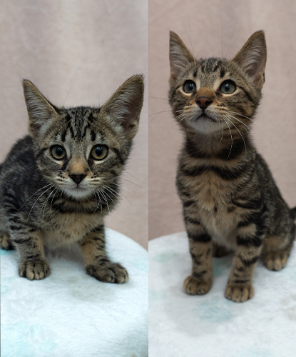 Vinny & Victory (Bonded Pair)
