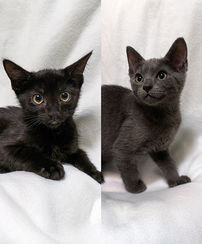 Wilma & William (Bonded Pair)