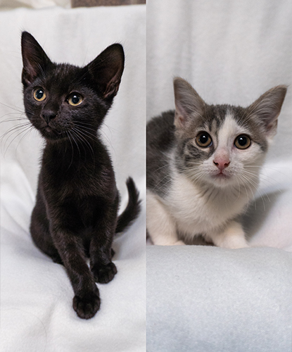 Wendy & Waldo (Bonded Pair)