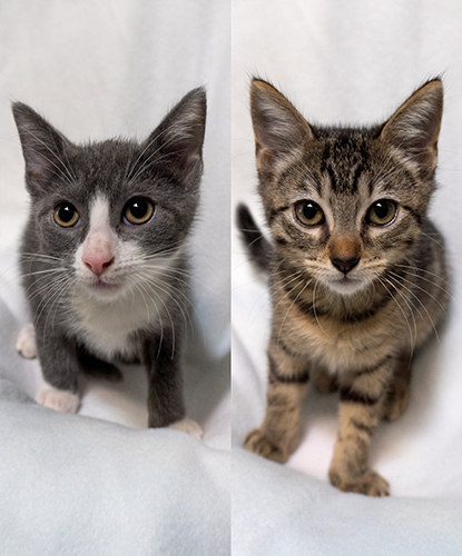 Whitney & Walter (Bonded Pair)