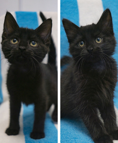 Ximena & Xander (Bonded Pair)