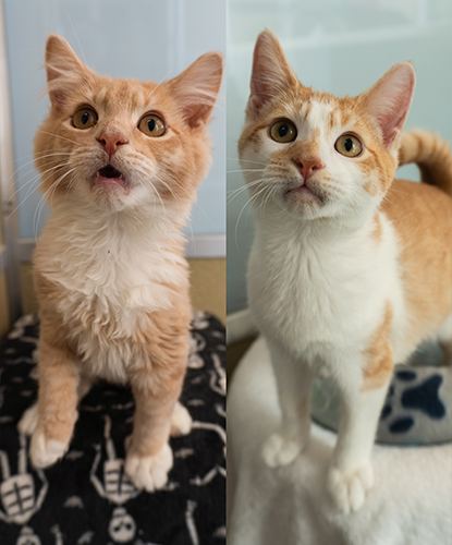 Blossom & Bridey (Bonded Pair)