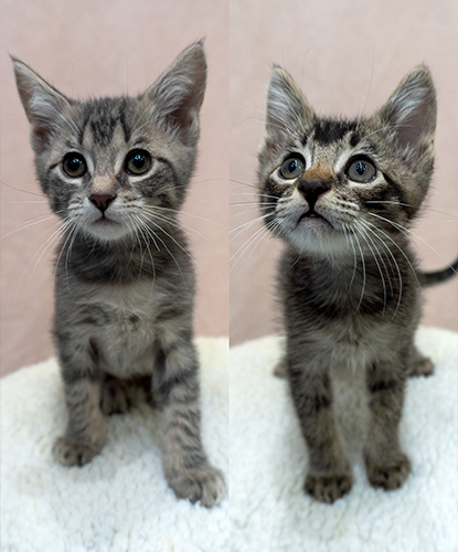 Captain & Crunch (Bonded Pair)