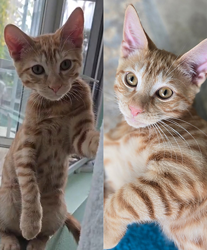 Darcy & Dennis (Bonded Pair)