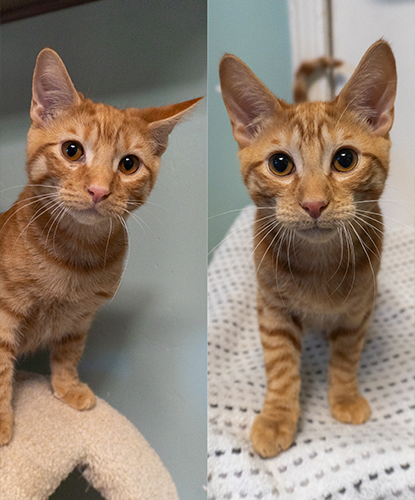 Darcy & Dennis (Bonded Pair)