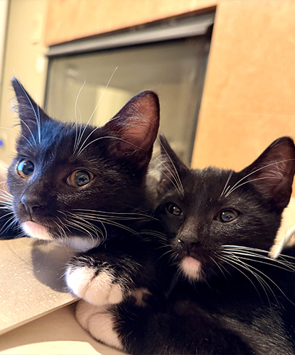 Flip & Flop (Bonded Pair)