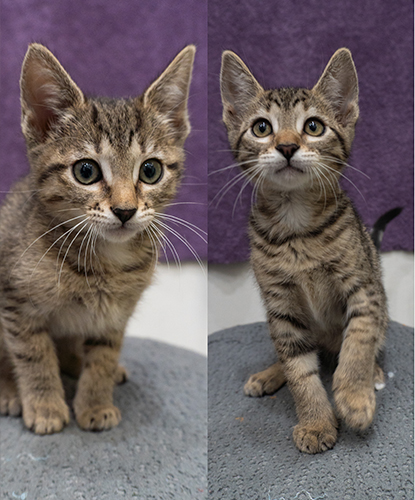 Jazzy Jewel & JD Jr. (Bonded Pair)