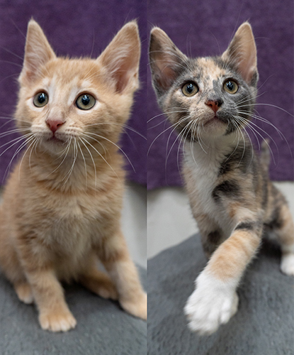 Jelly Jelly & Jerry James (Bonded Pair)