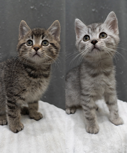 Kestrel & Kingfisher (Bonded Pair)