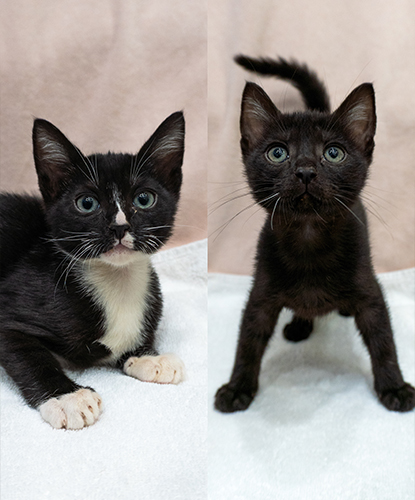 Spicer & Spooky J (Bonded Pair)