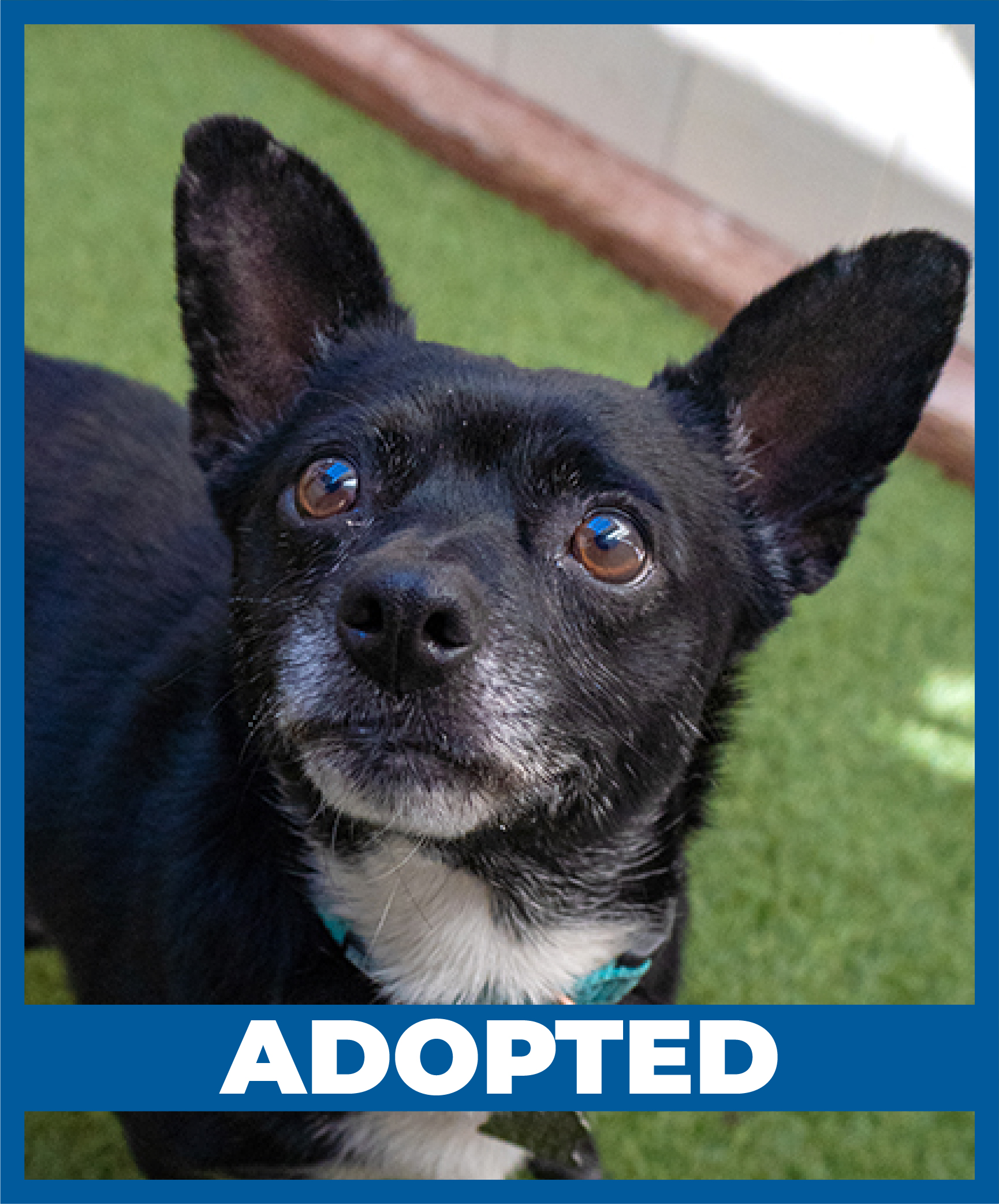 HS_ChubbyHubby_Adopted-01