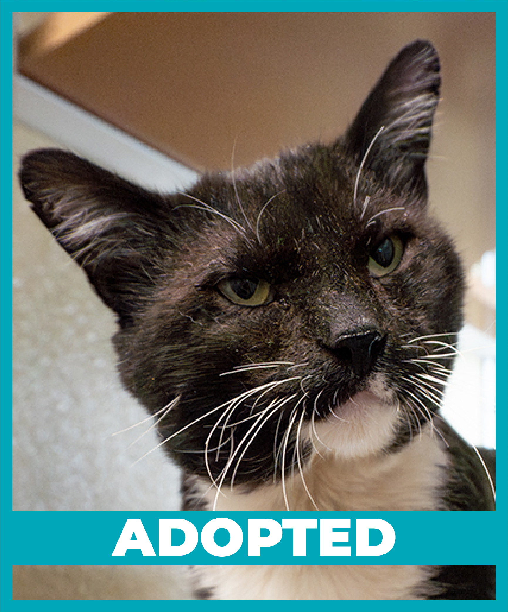 HS_PlainPumpkin_Adopted-01