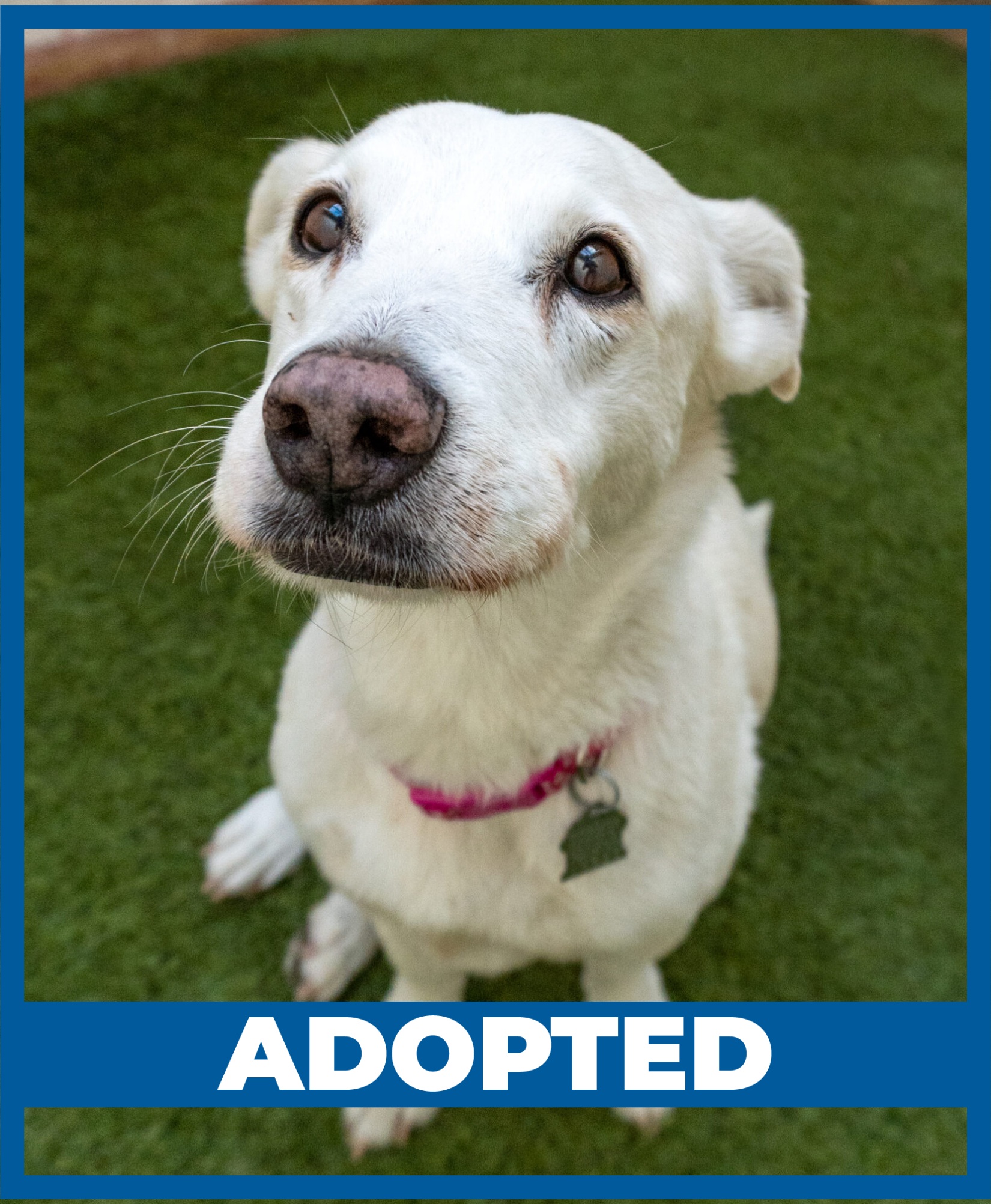 SDCCU Furever Friends - ADOPTED (2)