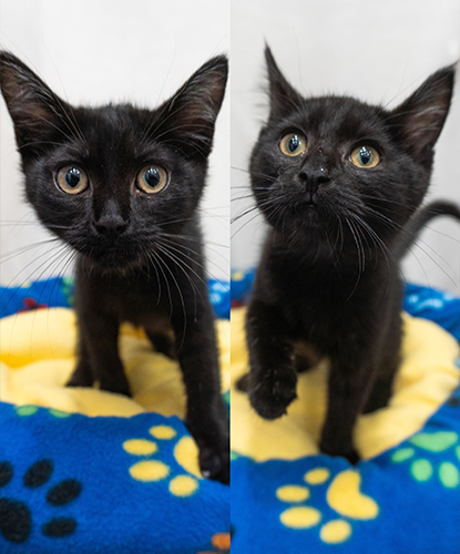 Sawyer & Saiylor (Bonded Pair)