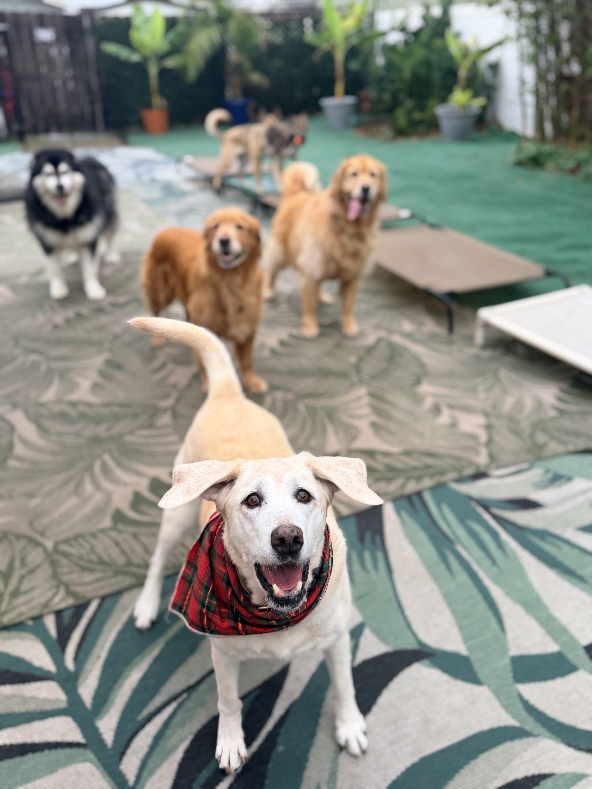 VCP_Zoey and Friends