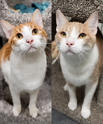 Osprey & Benelli (Bonded Pair)