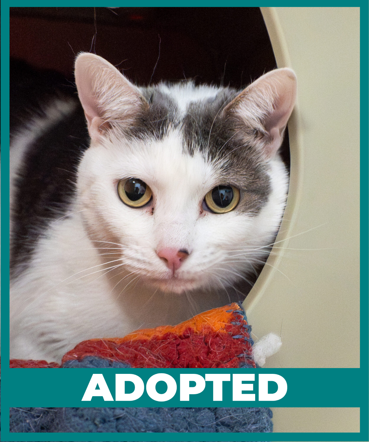 SDCCU Furever Friends (7)